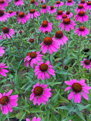 Immagine prodotto di 6 x Echinacea tennesseensis 'Amazing Dream' PBR - Sonnenhut - Topf 9 x 9 cm
