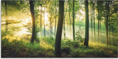 Produktbild von ARTland Wandbild Alu für Innen & Outdoor Herbst im Wald II Größe: 150x75 cm