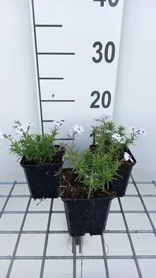 Zdjęcie produktu dla 6 x Phlox (s) 'Bavaria' - Flammenblume - Topf 9 x 9 cm