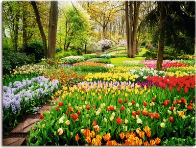 Produktbild von ARTland Leinwandbild Tulpen Garten Frühling Größe: 120x90 cm
