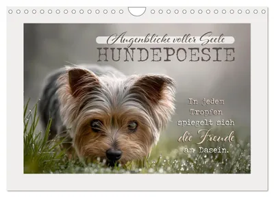 Produktbild von Hundepoesie - Augenblicke voller Seele (Wandkalender 2027 DIN A4 quer), CALVENDO Monatskalender