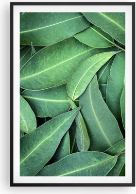 Produktbild von Gerahmtes Poster - Schwarzer Rahmen - Blätter Eukalyptus Natur - 61x91,5 cm - Wand Bild - Wanddeko - Wandbilder - Kunstposter - Wandposter - Bilderrahmen - Bilder - Kunstdruck - P2BPA61x91-4933
