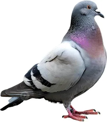 Image de Pics anti-oiseaux, pics de balcon inoxydables, protection contre les animaux, 50 cm