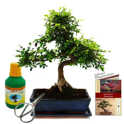 Produktbild von Bonsai - Ulmus parviflora - ca. 12-15 Jahre - 30cm Schale - Geschenkset mit Dünger und Schere