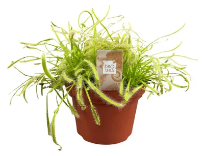 Immagine prodotto di Drosera Capensis - 17cm - Ø12cm - Pianta d'appartamento - Sempreverde