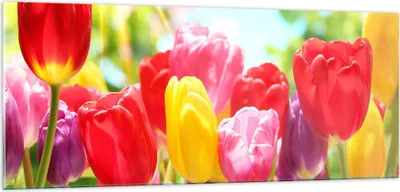 Produktbild von Bilder auf glas - Tulpe Blume Garten Plantage - 100x40cm - Glasbilder - Wandbilder - Kunstdruck - zum Aufhängen bereit - Wanddekoration aus Glas - Glas Bilder - Wandbild auf Glas - GAB100x40-2466