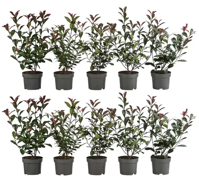 Produktbild von Dehner Purpur-Glanzmispel Carre Rouge, für 2 Meter Hecke, 20-35 cm, 10 x 2 l Topf, Heckenpflanze
