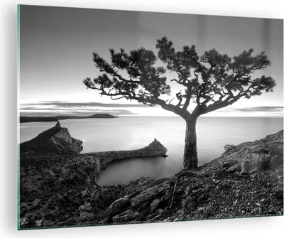 Produktbild von Bilder auf glas - Einteilig - Baum Schwarzweiß Ansicht - 70x50cm - Glasbilder - Wandbilder - Bilder - zum Aufhängen bereit - Wanddekoration aus Glas - Glas Bilder - Wandbild auf Glas - GAA70x50-4297