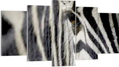 Produktbild von Bild auf Leinwand - Leinwandbild - Zebra Streifen Tierwelt Safari - 160x85cm - Wand Bild - Wanddeko - Leinwanddruck - Bilder - Kunstdruck - Wanddekoration - Leinwand bilder - Wandkunst - EA160x85-2195