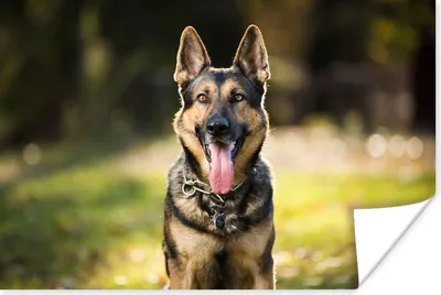 Produktbild von MuchoWow® Poster Ein Deutscher Schäferhund lächelt mit heraushängender Zunge in die Kamera 180x120 cm - Fotoplakat