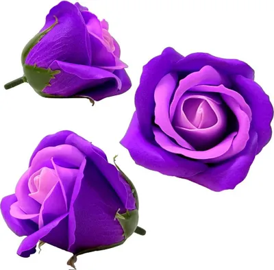 Produktbild von Zweifarbige Seifenrose - Violett-Lavendel