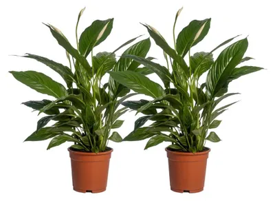 Produktbild von Spathiphyllum Vivaldi | 2 Stück - 60-70cm - Ø17cm - Zimmerpflanze - Immergrün - Multideal