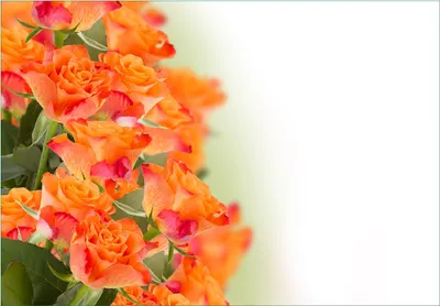 Produktbild von Wallario Fototapete Vliestapete, seidenmatte Oberfläche, einfache Verarbeitung, Größe 300 x 210 cm, Motiv Orangene Rosenblüten im Strauß