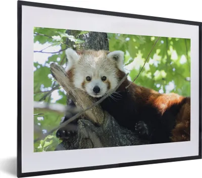 Produktbild von MuchoWow® MuchoWow® Gerahmtes Poster Roter Panda - Baum - Grün 40x30 cm - Poster mit zchwarzem Bilderrahmen - Bilderrahmen - Poster im Rahmen