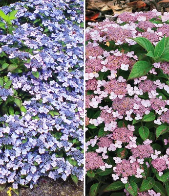 Produktbild von BALDUR Garten 2er Zwerg-Hortensien-Kollektion, Pflanzen im 9x9 cm-Topf, je 1 Pflanze Zwerg-Hortensie Koreana und Lace Delight, Hydrangea winterhart, Bodendecker, Hydrangea marcrophylla & serrata