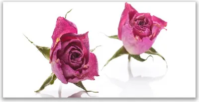 Produktbild von Glasbilder 120x60 Wandbild Druck auf Glas Rosen Pflanzen