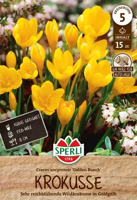 Produktbild von SPERLI Wildkrokus Golden Bunch Crocus ancyrensis 15 Zwiebeln