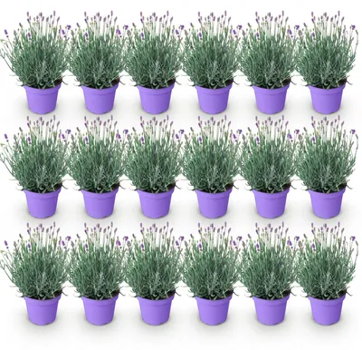 Image de Green boutiQ - Plante de jardin - Lavandula angustifolia Munstead - Lavande - Rustique - Violet - 18 plants - Pot de 12 cm - Hauteur 15-25 cm