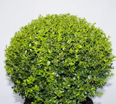 Produktbild von Ilex crenata Glorie Gem Kugel japanische Stechpalme Kugelschnitt 30 - 35 cm