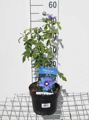 Image de Hibiscus syr. 'Marina' - Ibéris de jardin Marin 40- 60 cm Conteneur