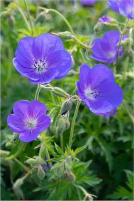 Produktbild von Stauden Gänge 1 x Geranium pratense 'Johnson's Blue' - Storchschnabel - Sehr Bienenfreundlich - intensiv leuchtendes Blau