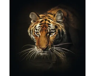 Produktbild von Glasbild Tiger II 30x30 cm