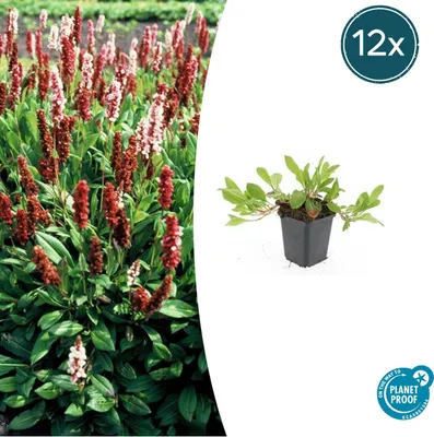 Zdjęcie produktu dla Persicaria aff 'Darjeeling Red' | 12 sztuk - 10-25cm - Ø9cm - Roślina ogrodowa