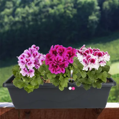 Produktbild von Blumenkasten anthrazit 59cm mit Bewässerung Balkonkasten Pflanzkasten Blumentopf