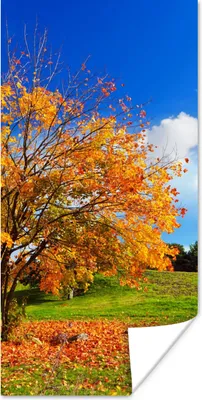 Produktbild von MuchoWow® Poster Baum - Blätter - Herbst - Jahreszeiten 20x40 cm - Plakat - Foto