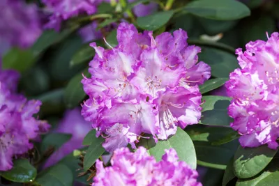Zdjęcie produktu dla Rhododendron Hybr. 'Quinte', rododendron, kwiaty różowe, 30-40 cm