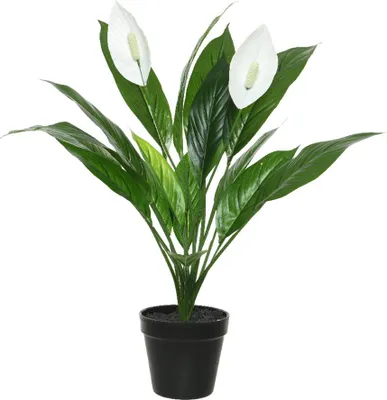 Image de Spathiphyllum - Vert, Blanc