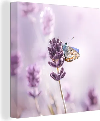 Produktbild von OneMillionCanvasses® - Leinwandbilder - Bild auf Leinwand Wandbild Leinwandbild Lavendel - Schmetterling - Nahaufnahme - Lila, 90x90 cm, Kunstdruck Wandkunst Gemälde auf Holzrahmen  - Malereien - Wandschmuckes