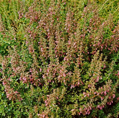 Produktbild von Teucrium chamaedrys 'Nanum', Gamander, ca. 9x9 cm Topf