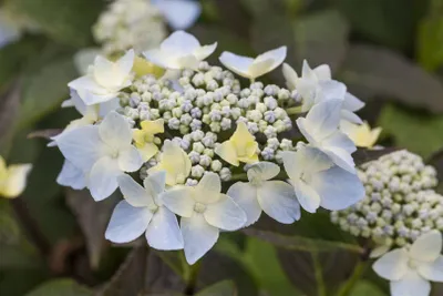 Produktbild von Hydrangea serrata 'Blue Deckle', Hortensie, blau, 30–40 cm