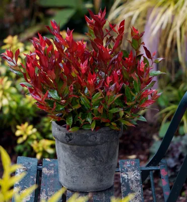 Produktbild von Traubenheide ´LITTLE FLAMES®´ 30-40 cm, Cont. 2 l