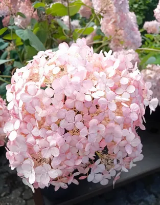 Produktbild von Ballhortensie Hortensie Hydrangea arborescens Pink Annabelle 80 - 100 cm