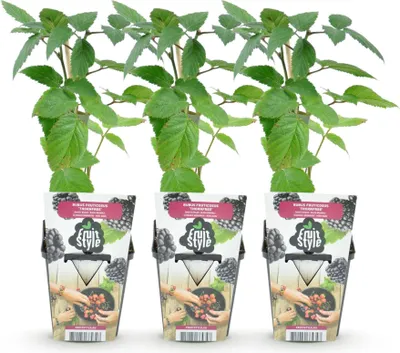 Produktbild von GreenboutiQ - Obstpflanzen - Dornenlose Brombeere - Rubus Thornfee - Winterhart - 3 Pflanzen - Topf 9 cm - Schwarze Brombeere