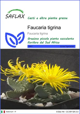 Immagine prodotto di SAFLAX  - Faucaria tigrina - 40 semi - Faucaria