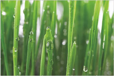 Produktbild von Wallario Wandbild Wassertropfen an Grashalmen, Größe: 61 x 91,5 cm, Poster mit rahmenlosen Bildhalter