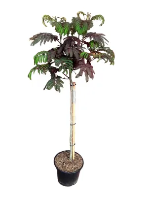 Produktbild von Seidenakazie / Schlafbaum / Schokoladenbaum Stämmchen, Albizia julibrissin 'Summer Chocolate' – 110-120 cm