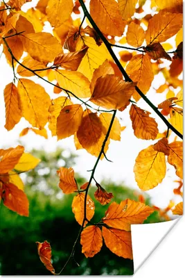 Produktbild von MuchoWow® Poster Herbstblätter - Baum - Rustikal 40x60 cm - Plakate für die Wand - Poster Babyzimmer