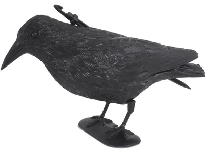 Image de Effaroucheur de pigeons Corbeau