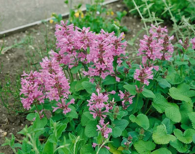 Produktbild von Stachys grandiflora 'Superba', Großblättriger Ziest, ca. 9x9 cm Topf