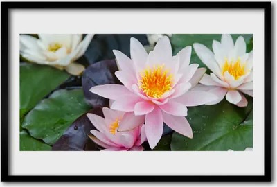 Produktbild von Bild 60x40 MDF-Rahmen Wandkunst Blumen Pflanzen Natur