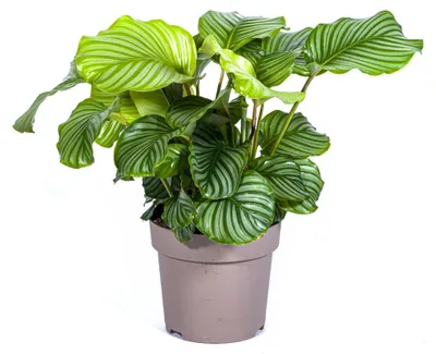 Produktbild von Calathea Orbifolia Ø27cm - Höhe 70 - 90cm