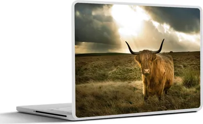 Produktbild von MuchoWow® Laptop Aufkleber Sticker Cover Schottisches Hochlandrind - Sonne - Gras 40x30 cm - Laptop Dekoration - Selbstklebend
