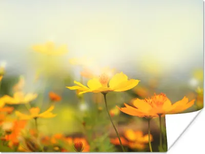 Produktbild von MuchoWow® Poster Blumen - Landschaft - Gelb 160x120 cm - Foto Plakat