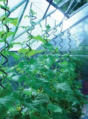 Produktbild von Pflanzenspirale für Juliana Gewächshaus