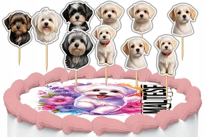 Produktbild von Tortenstecker Kuchendeko Set - Hund Rasse MALTAŃCZYK 10 Stück