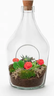 Produktbild von Love in a Bottle DIY Pflanzenterrarium Ø16cm Höhe30cm Offenes Flaschenterrarium